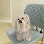 Remove pet urine odors and stain from chairs,sofas,carpets